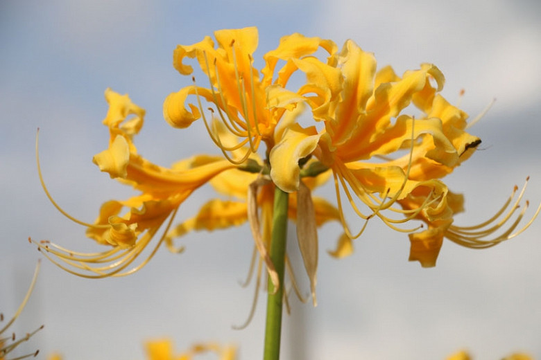 Lycoris aurea, Golden Spider Lily, Golden Hurricane Lily, Golden Lily, Yellow Spider Lily, Naked Lily, Surprise Lily, Yellow flowers